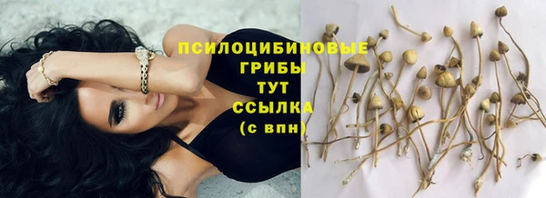 гашик Арсеньев