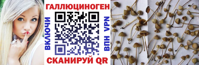 Галлюциногенные грибы Cubensis  Купить  Белинский 